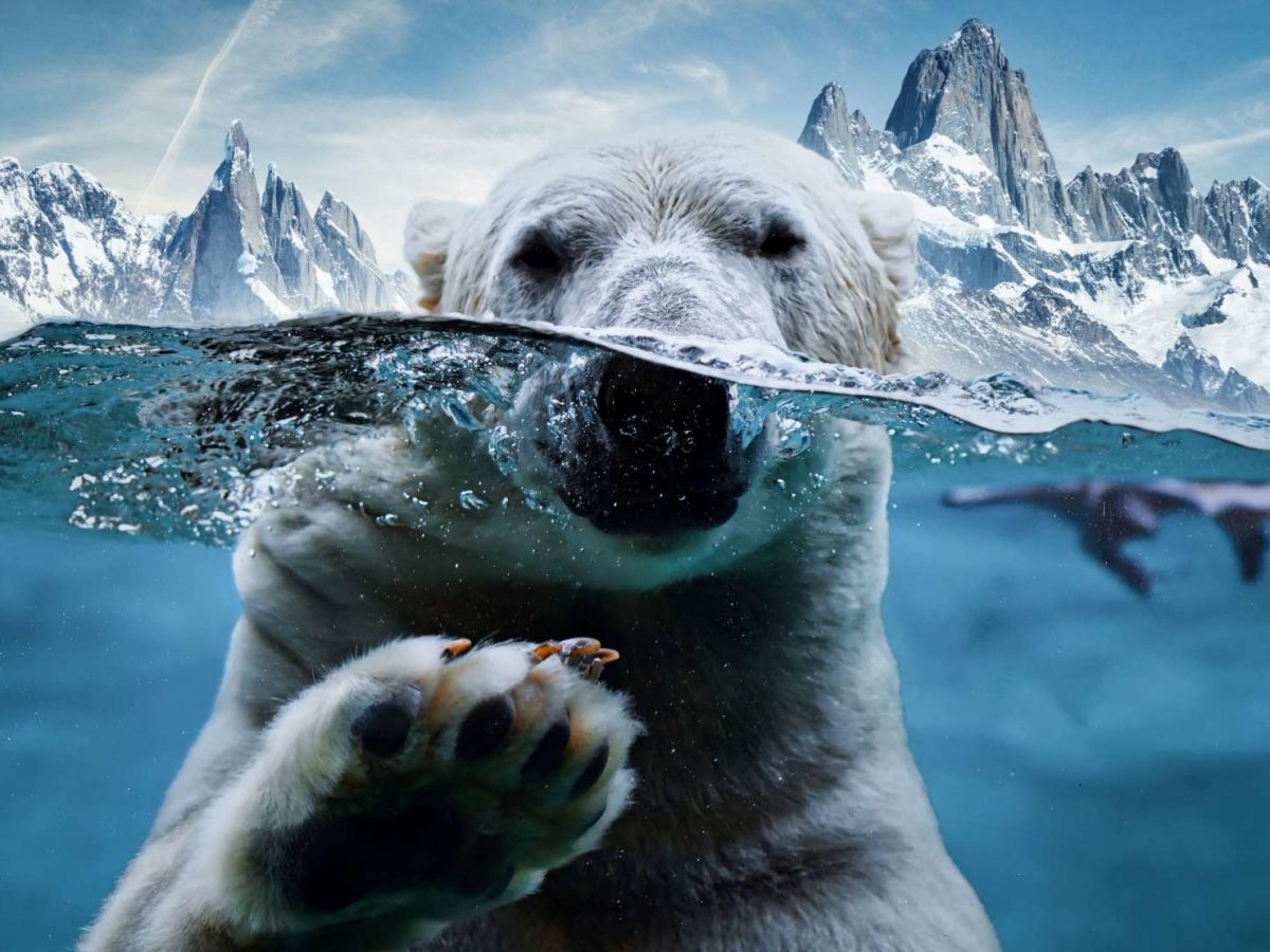 Nature’s Top Swimmers